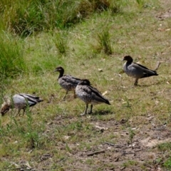 Chenonetta jubata (Australian Wood Duck) at Strathnairn, ACT - 11 Feb 2024 by Kurt