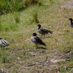 Chenonetta jubata at Ginninderry Conservation Corridor - 11 Feb 2024 11:30 AM