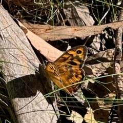 Heteronympha merope at South East Forest National Park - 2 Feb 2024 by KMcCue