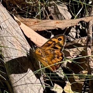 Heteronympha merope at Nunnock Grassland Walking Track - 3 Feb 2024 08:40 AM