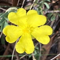 Hibbertia obtusifolia (Grey Guinea-flower) at Campbell, ACT - 11 Feb 2024 by SilkeSma