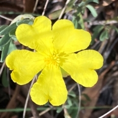 Hibbertia obtusifolia (Grey Guinea-flower) at Mount Ainslie NR (ANR) - 11 Feb 2024 by SilkeSma