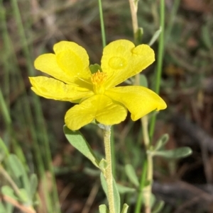 Hibbertia obtusifolia at Mount Ainslie NR (ANR) - 11 Feb 2024 11:05 AM