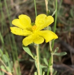 Hibbertia obtusifolia at Mount Ainslie NR (ANR) - 11 Feb 2024