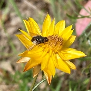 Muscidae (family) at Mount Ainslie NR (ANR) - 11 Feb 2024