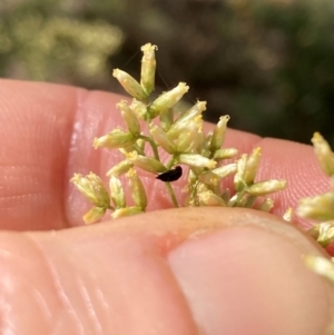 Mordellidae (family) at Mount Ainslie NR (ANR) - 11 Feb 2024