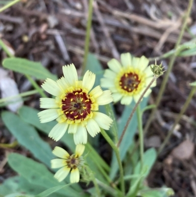 Tolpis barbata (Yellow Hawkweed) at Campbell, ACT - 11 Feb 2024 by SilkeSma