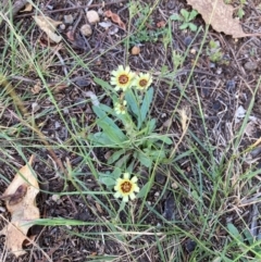 Tolpis barbata at Mount Ainslie - 11 Feb 2024