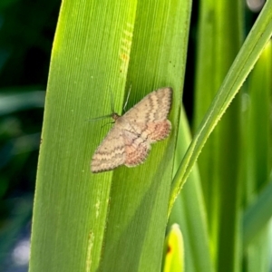 Scopula rubraria at Aranda, ACT - 2 Feb 2024