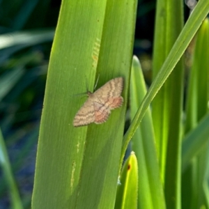 Scopula rubraria at Aranda, ACT - 2 Feb 2024