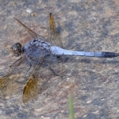 Orthetrum caledonicum (Blue Skimmer) at CCG100: Woodland Dam - 8 Feb 2024 by Kurt