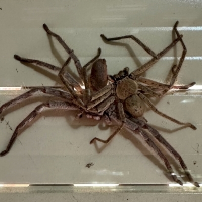 Unidentified Huntsman spider (Sparassidae) at GG182 - 1 Feb 2024 by KMcCue