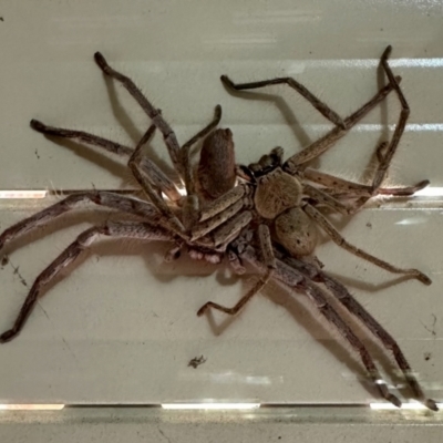 Isopeda canberrana (Canberra Huntsman Spider) at GG182 - 1 Feb 2024 by KMcCue