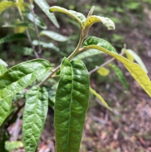 Olearia lirata at Mount Ainslie NR (ANR) - 11 Feb 2024 10:59 AM