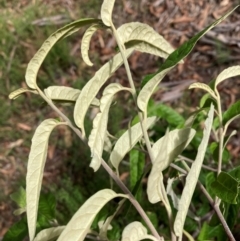 Olearia lirata at Mount Ainslie NR (ANR) - 11 Feb 2024 10:59 AM