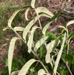 Olearia lirata at Mount Ainslie NR (ANR) - 11 Feb 2024 10:59 AM