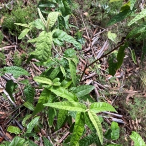 Olearia lirata at Mount Ainslie NR (ANR) - 11 Feb 2024