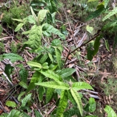 Olearia lirata at Mount Ainslie NR (ANR) - 11 Feb 2024