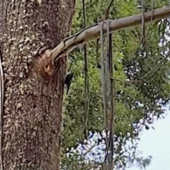 Cormobates leucophaea (White-throated Treecreeper) at Tantawangalo, NSW - 3 Feb 2024 by KMcCue