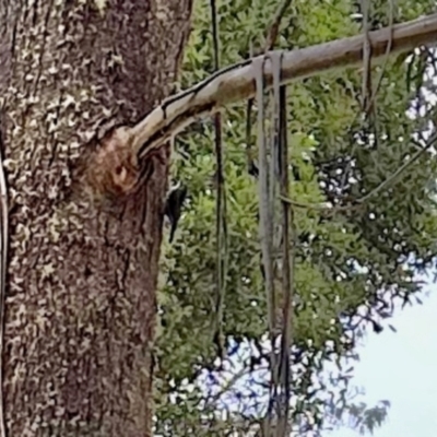 Cormobates leucophaea (White-throated Treecreeper) at Nunnock Grassland Walking Track - 3 Feb 2024 by KMcCue