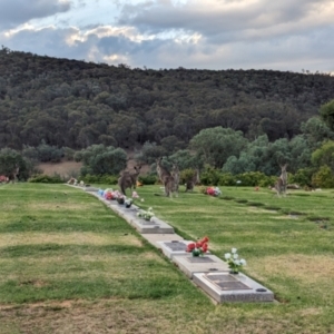 Macropus giganteus at Albury - 10 Feb 2024 07:34 PM