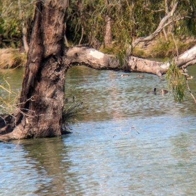 Fulica atra (Eurasian Coot) at Corowa, NSW - 11 Feb 2024 by Darcy