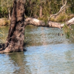 Fulica atra (Eurasian Coot) at Corowa, NSW - 10 Feb 2024 by Darcy