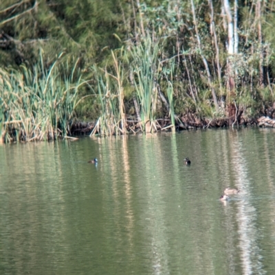 Oxyura australis (Blue-billed Duck) at Corowa, NSW - 11 Feb 2024 by Darcy