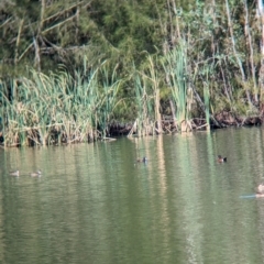 Oxyura australis at Corowa, NSW - 11 Feb 2024 09:52 AM
