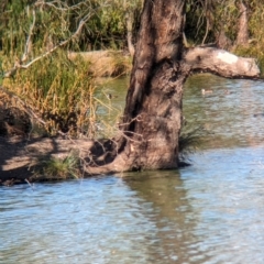 Oxyura australis at Corowa, NSW - 11 Feb 2024 09:52 AM