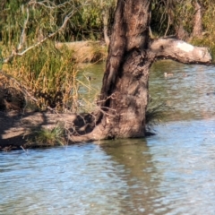 Oxyura australis at Corowa, NSW - 11 Feb 2024