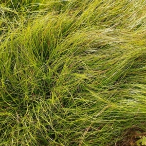 Carex inversa at Symonston, ACT - 11 Feb 2024