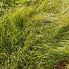 Carex inversa (Knob Sedge) at Symonston, ACT - 10 Feb 2024 by CallumBraeRuralProperty