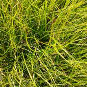Carex inversa at Symonston, ACT - 11 Feb 2024