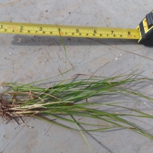 Carex inversa at Symonston, ACT - 11 Feb 2024