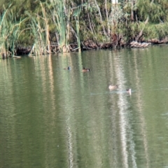 Anas castanea (Chestnut Teal) at Corowa, NSW - 11 Feb 2024 by Darcy