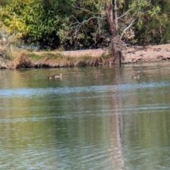 Anas castanea at Corowa, NSW - 11 Feb 2024 09:56 AM