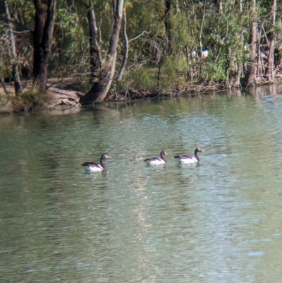 Anseranas semipalmata (Magpie Goose) at Corowa, NSW - 11 Feb 2024 by Darcy