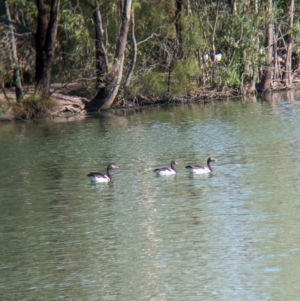 Anseranas semipalmata at Corowa, NSW - 11 Feb 2024