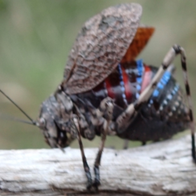 Acripeza reticulata (Mountain Katydid) at Cotter River, ACT - 10 Feb 2024 by FeralGhostbat