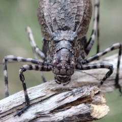 Acripeza reticulata at Namadgi National Park - 10 Feb 2024