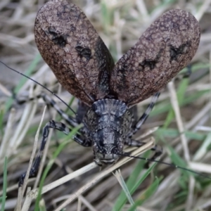 Acripeza reticulata at Namadgi National Park - 10 Feb 2024