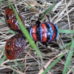 Acripeza reticulata at Namadgi National Park - 10 Feb 2024