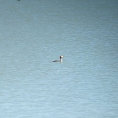 Podiceps cristatus (Great Crested Grebe) at Corowa, NSW - 11 Feb 2024 by Darcy