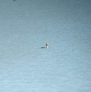 Podiceps cristatus at Corowa, NSW - 11 Feb 2024 10:40 AM