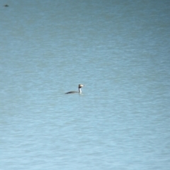 Podiceps cristatus at Corowa, NSW - 11 Feb 2024 10:40 AM