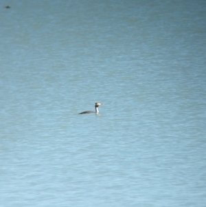 Podiceps cristatus at Corowa, NSW - 11 Feb 2024 10:40 AM