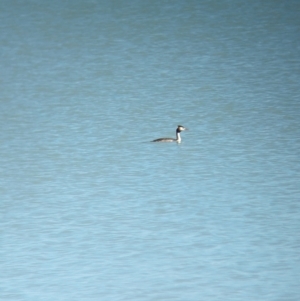 Podiceps cristatus at Corowa, NSW - 11 Feb 2024 10:40 AM