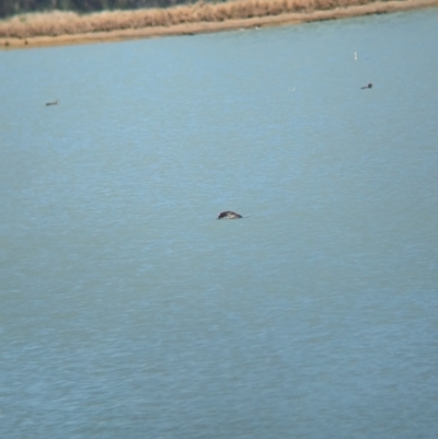 Biziura lobata (Musk Duck) at Corowa, NSW - 11 Feb 2024 by Darcy