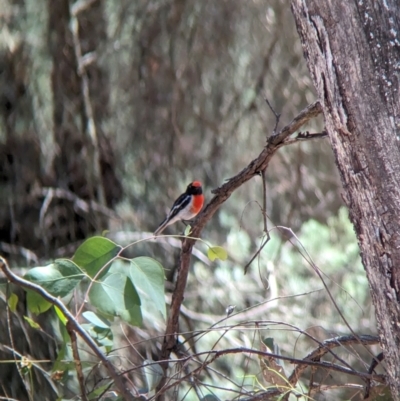 Petroica goodenovii (Red-capped Robin) at Balldale, NSW - 11 Feb 2024 by Darcy